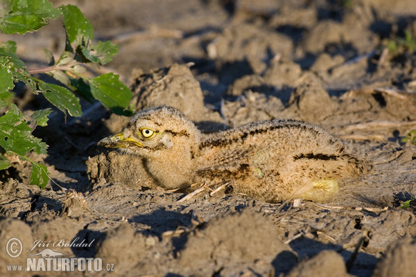 Triel (Burhinus oedicnemus)