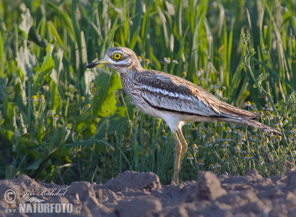 Triel (Burhinus oedicnemus)