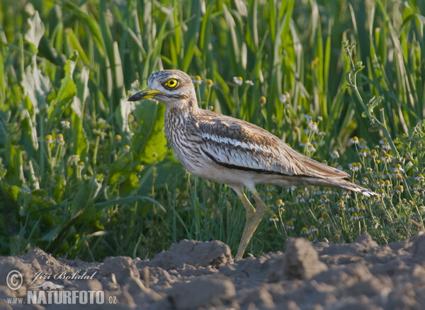 Triel (Burhinus oedicnemus)