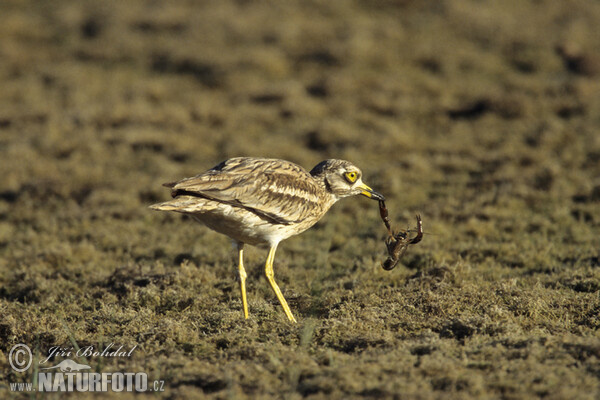 Triel (Burhinus oedicnemus)