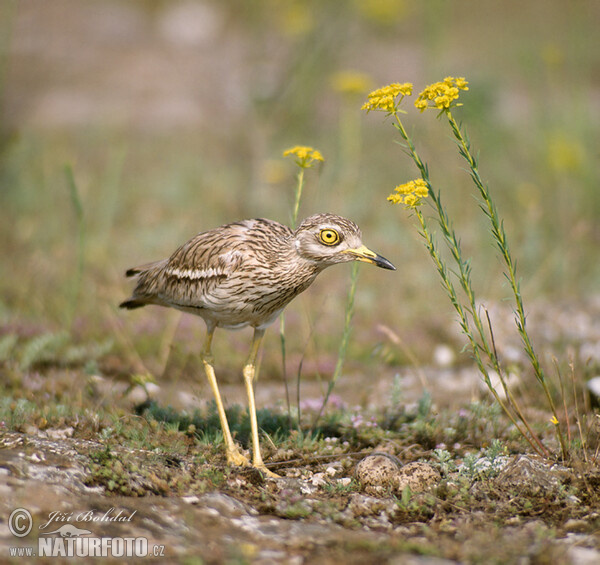 Triel (Burhinus oedicnemus)