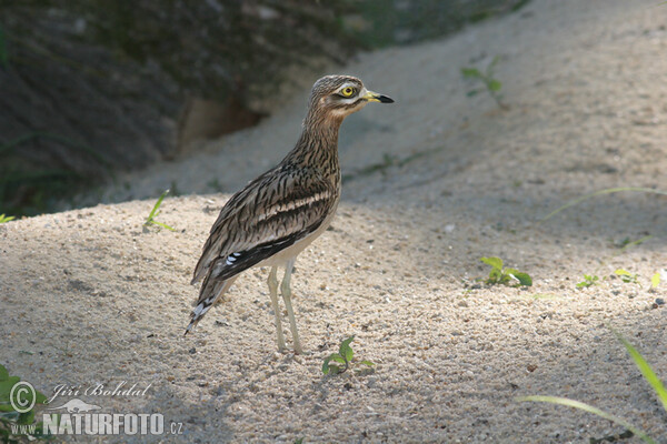 Triel (Burhinus oedicnemus)