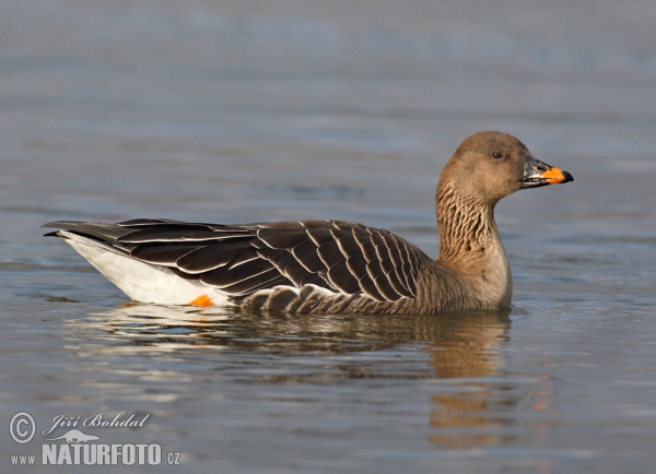 Tundra Bean Goose (Anser serrirostris)