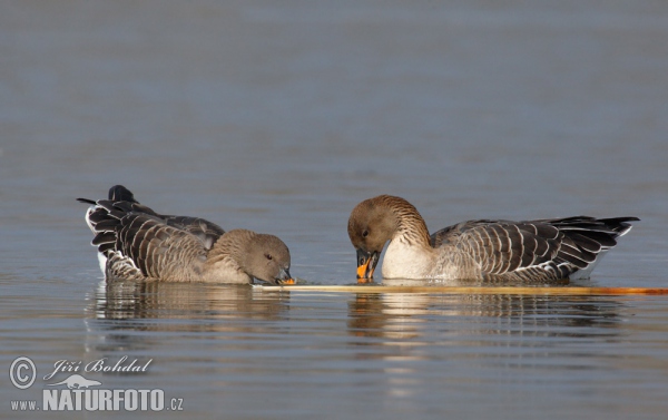 Tundrasaatgans (Anser serrirostris)