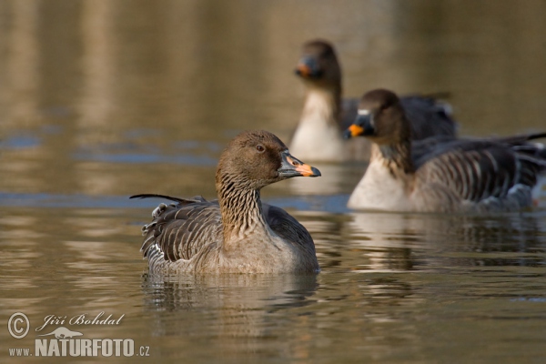 Tundrasaatgans (Anser serrirostris)