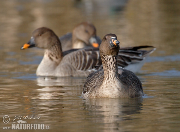 Tundrasaatgans (Anser serrirostris)