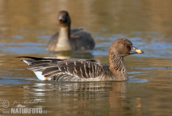 Tundrasaatgans (Anser serrirostris)