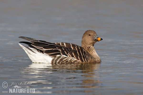 Tundrasaatgans (Anser serrirostris)