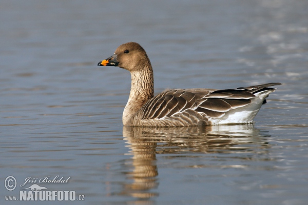 Tundrasaatgans (Anser serrirostris)