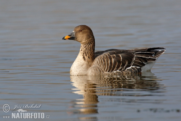 Tundrasaatgans (Anser serrirostris)