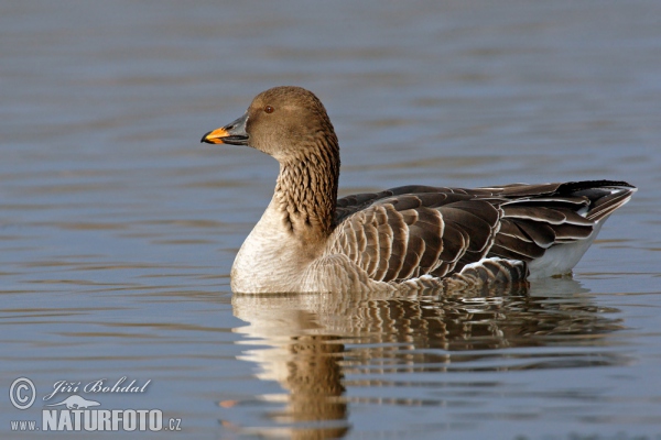 Tundrasaatgans (Anser serrirostris)