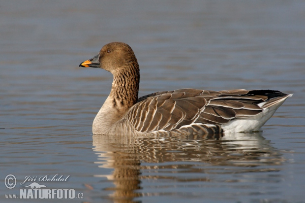 Tundrasaatgans (Anser serrirostris)