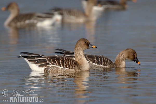 Tundrasaatgans (Anser serrirostris)