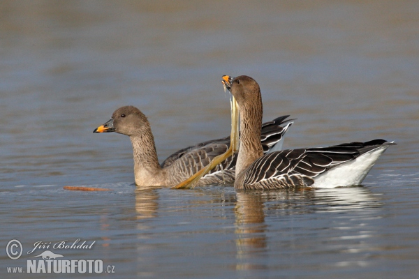 Tundrasaatgans (Anser serrirostris)