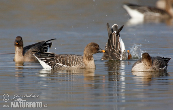 Tundrasaatgans (Anser serrirostris)