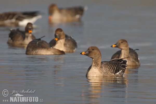 Tundrasaatgans (Anser serrirostris)