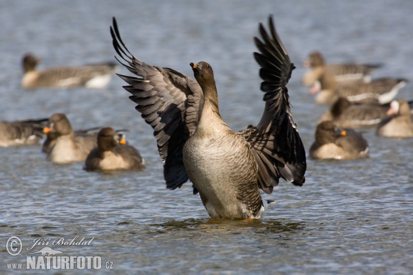 Tundrasaatgans (Anser serrirostris)