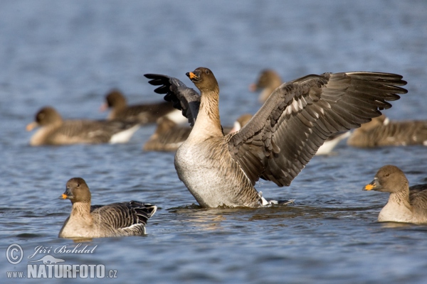 Tundrasaatgans (Anser serrirostris)