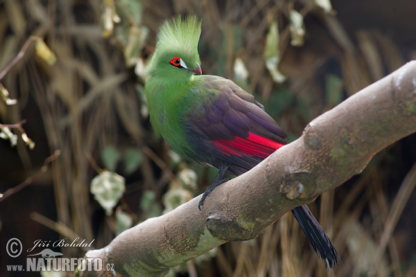 Turako (Tauraco persa)