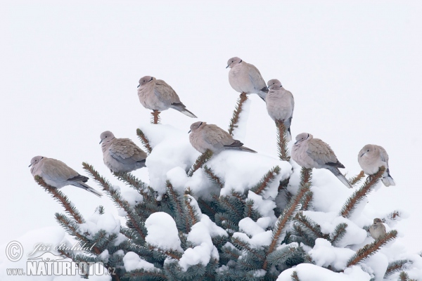 Türkentaube (Streptopelia decaocto)