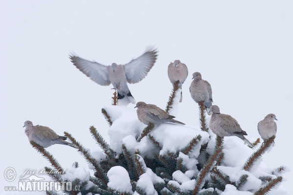 Türkentaube (Streptopelia decaocto)