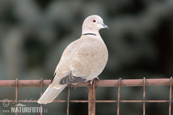 Türkentaube (Streptopelia decaocto)