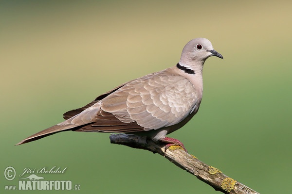 Türkentaube (Streptopelia decaocto)