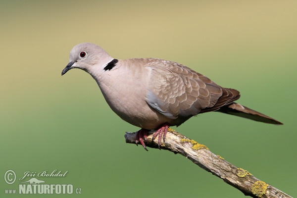 Türkentaube (Streptopelia decaocto)