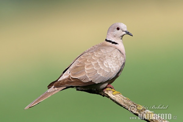 Türkentaube (Streptopelia decaocto)