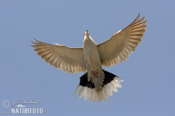 Türkentaube (Streptopelia decaocto)