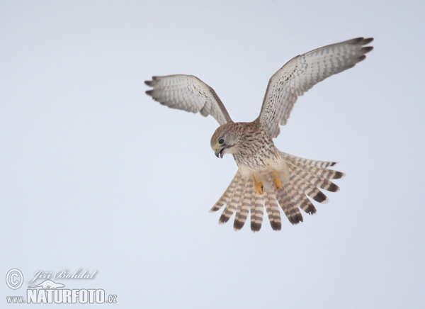 Turmfalke (Falco tinnunculus)