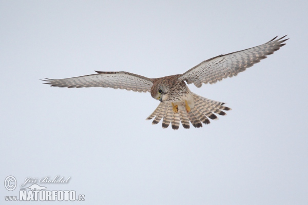 Turmfalke (Falco tinnunculus)