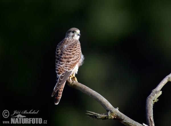 Turmfalke (Falco tinnunculus)