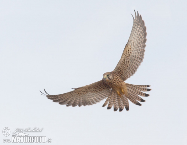 Turmfalke (Falco tinnunculus)