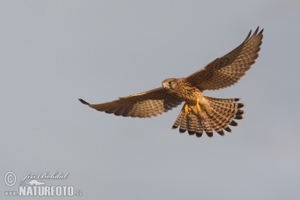 Turmfalke (Falco tinnunculus)