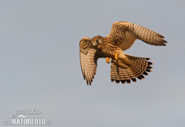 Turmfalke (Falco tinnunculus)