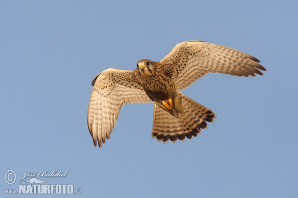 Turmfalke (Falco tinnunculus)