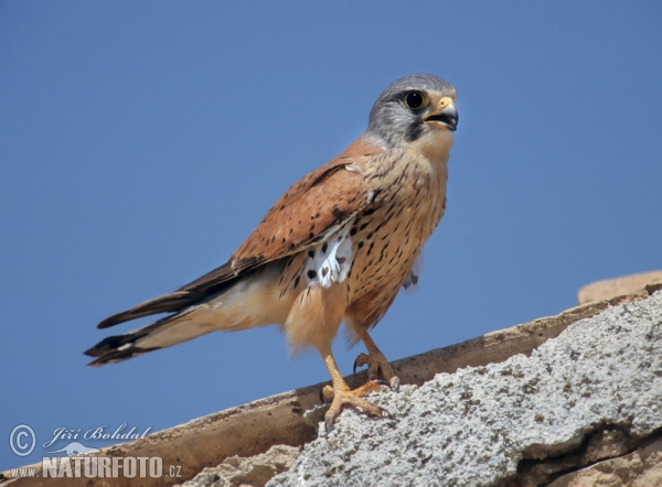 Turmfalke (Falco tinnunculus)