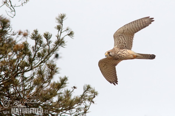 Turmfalke (Falco tinnunculus)