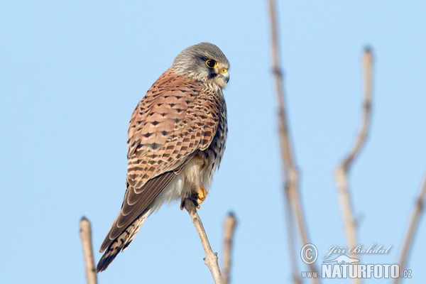 Turmfalke (Falco tinnunculus)