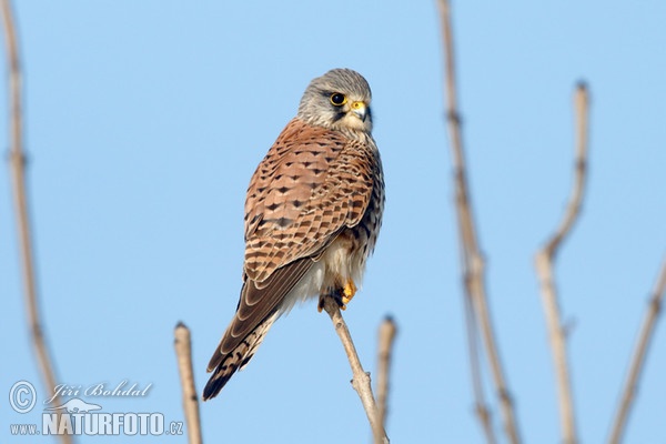 Turmfalke (Falco tinnunculus)