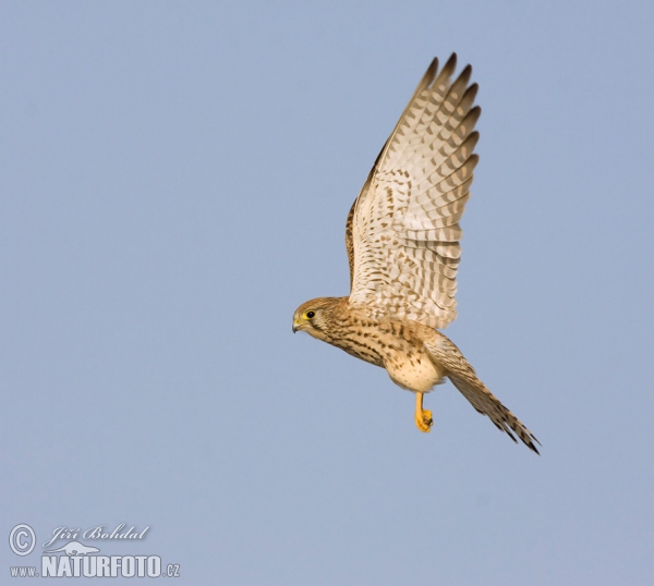 Turmfalke (Falco tinnunculus)