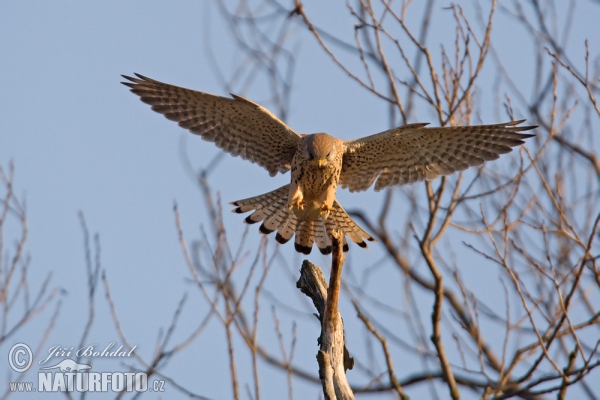 Turmfalke (Falco tinnunculus)