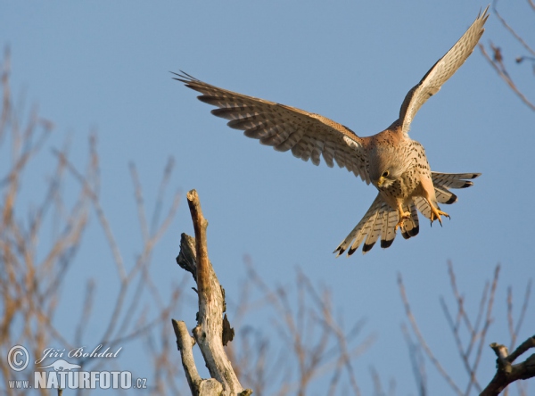 Turmfalke (Falco tinnunculus)