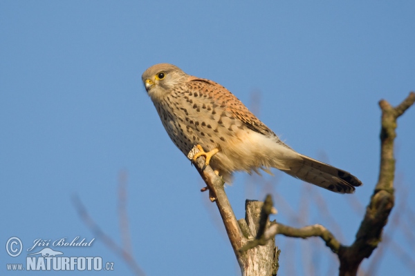 Turmfalke (Falco tinnunculus)