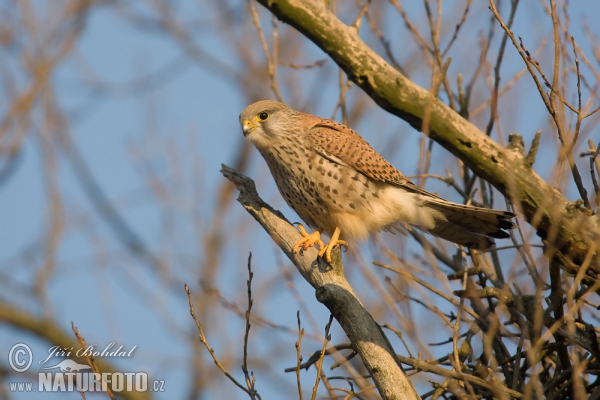 Turmfalke (Falco tinnunculus)