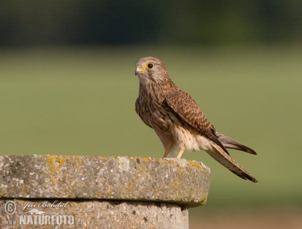 Turmfalke (Falco tinnunculus)