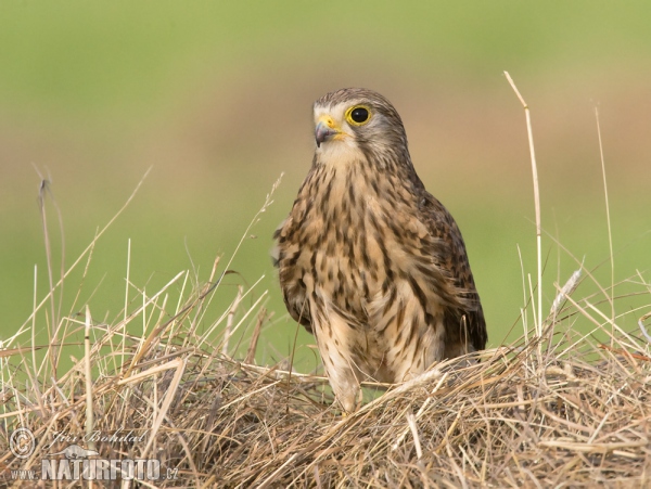 Turmfalke (Falco tinnunculus)