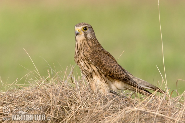 Turmfalke (Falco tinnunculus)