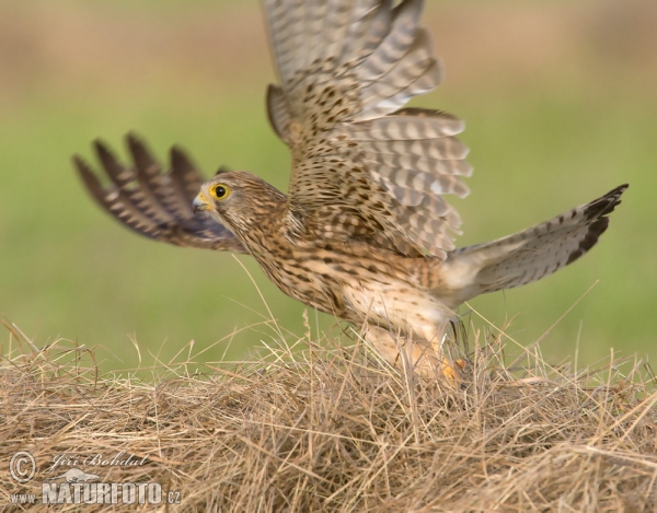 Turmfalke (Falco tinnunculus)